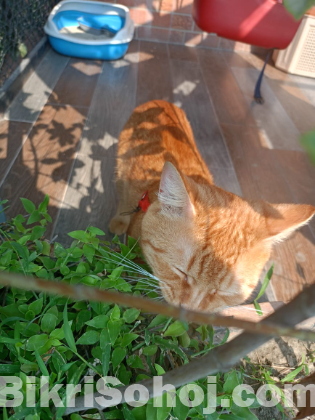 mix breed cat